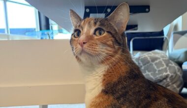 East Bay pets of the week for May 15