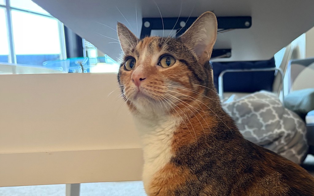 East Bay pets of the week for May 15