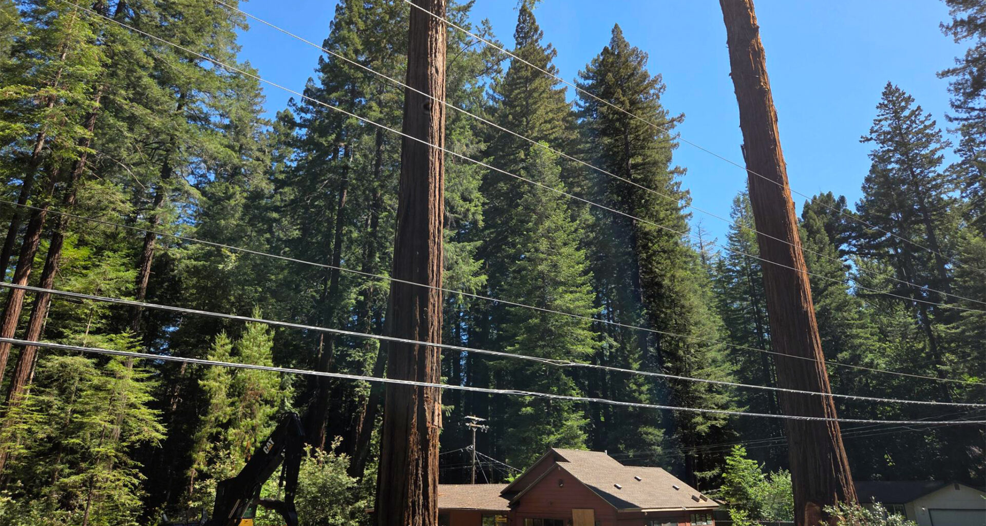 Cal Fire investigating after employee given permit to ax redwoods
