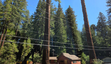 Cal Fire investigating after employee given permit to ax redwoods