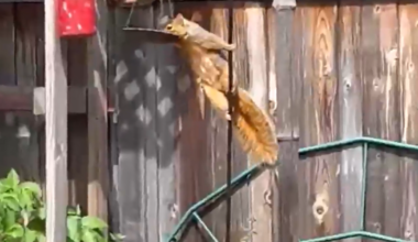 Impressive 'pole dancing' squirrel in Oakland caught on video