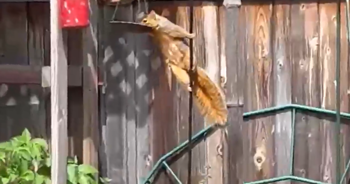 Impressive 'pole dancing' squirrel in Oakland caught on video