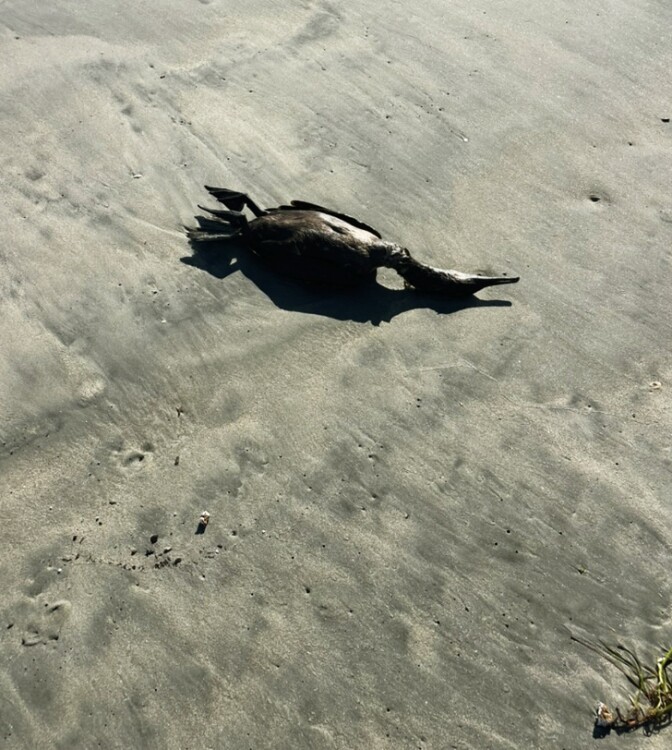A dead bird on the sand