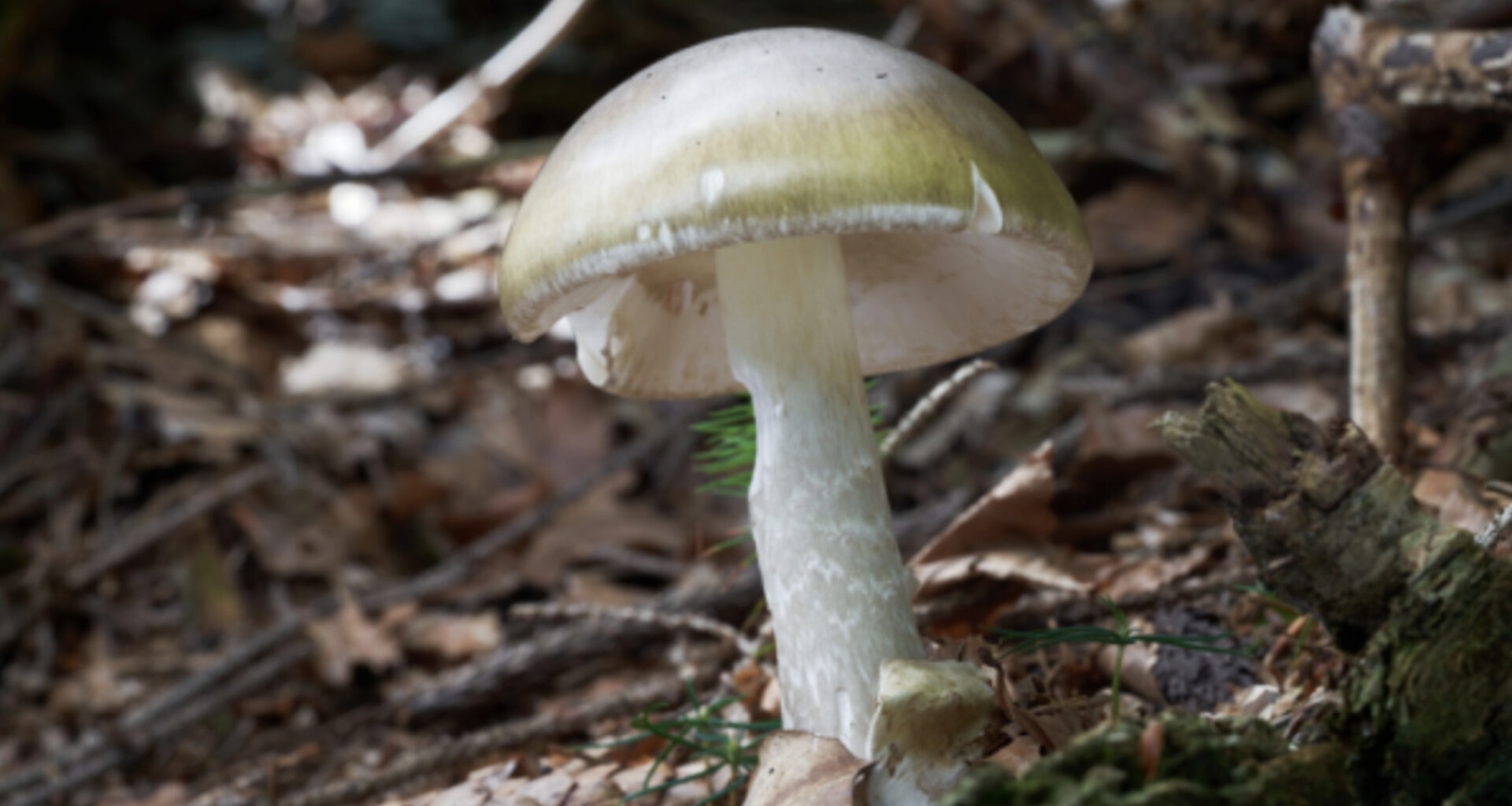 Tourists may be behind unusual surge in Calif. mushroom poisonings