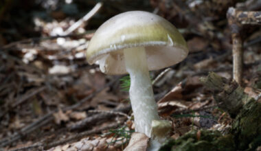 Tourists may be behind unusual surge in Calif. mushroom poisonings