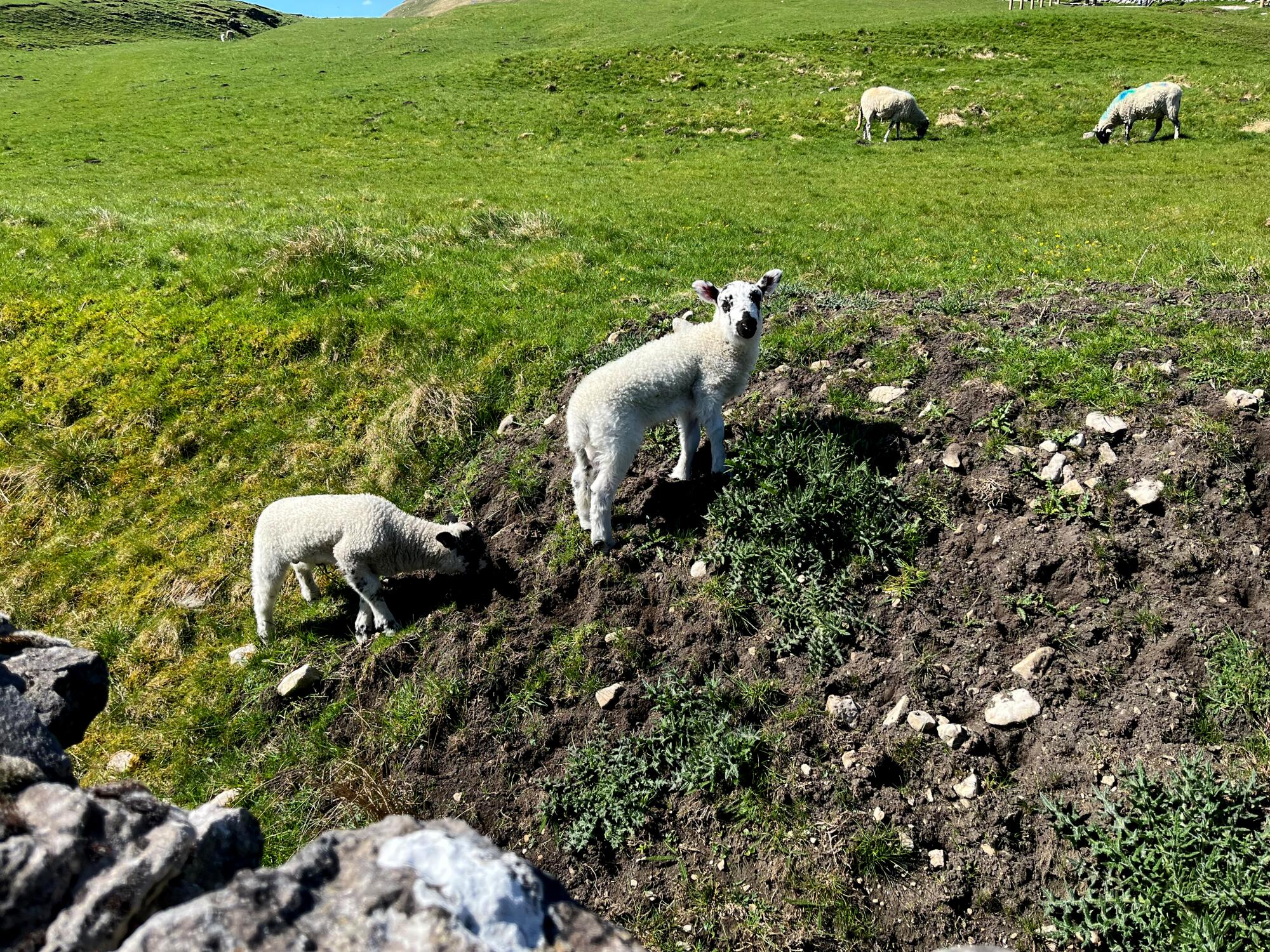 Lambs eat on a grassy hill.