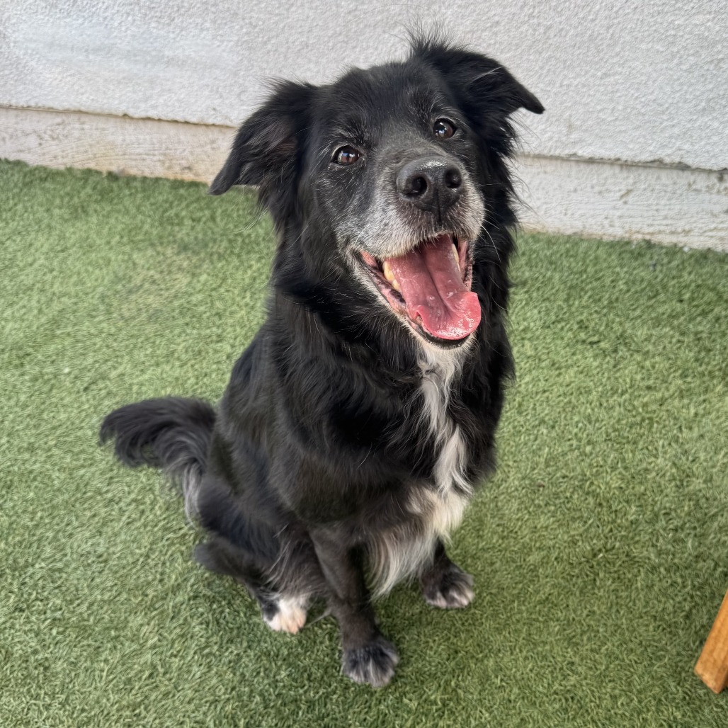 Koko is a female, black and white, border collie and...