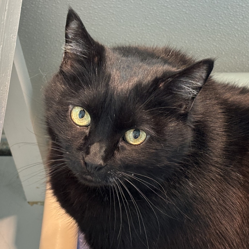 Brixi is a female, green-eyed and black coat, domestic shorthair...