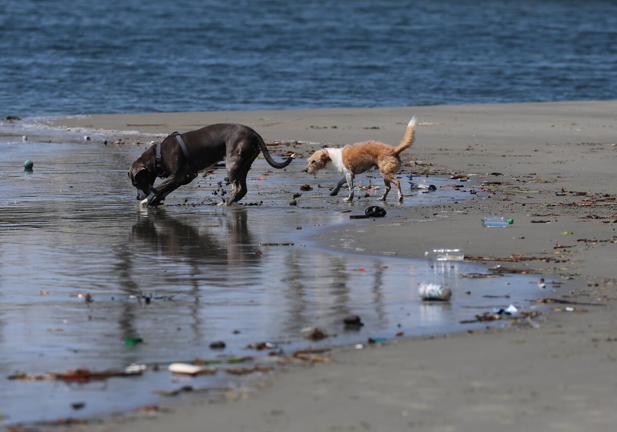 Thumper and Finn play amid trash on a sandbar in the San Gabriel River.
