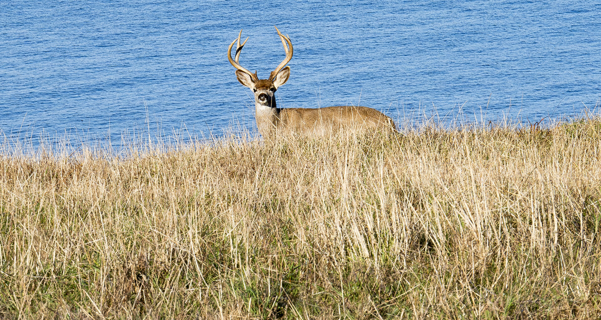 Deer seen swimming in San Francisco Bay far from shore