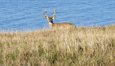 Deer seen swimming in San Francisco Bay far from shore