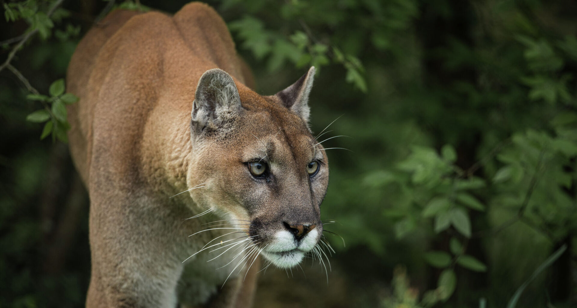 Northern California county declares mountain lions ‘imminent threat’