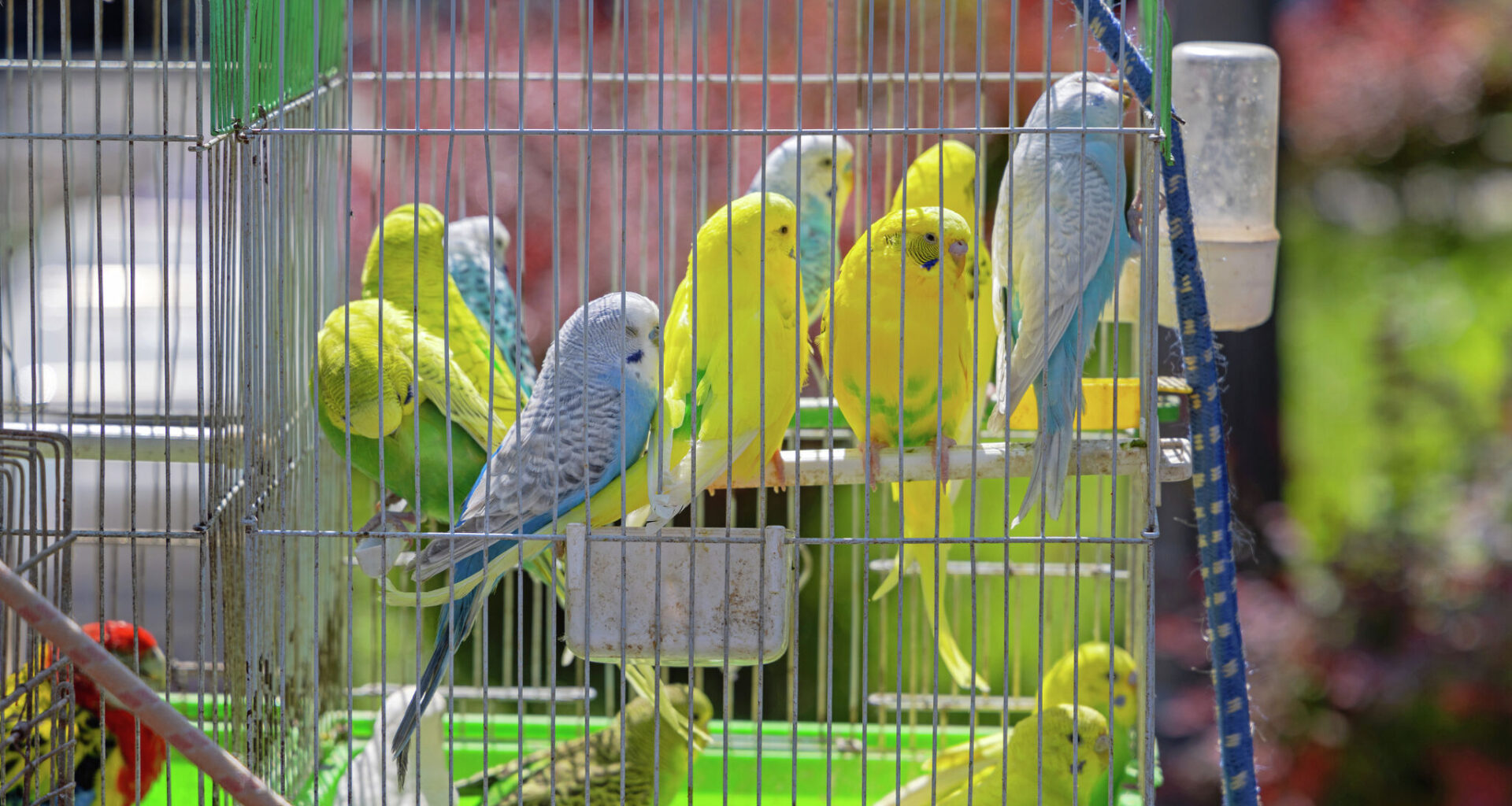 S.F. commission wants to ban pet stores from selling animals