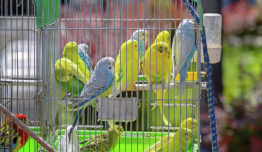 S.F. commission wants to ban pet stores from selling animals