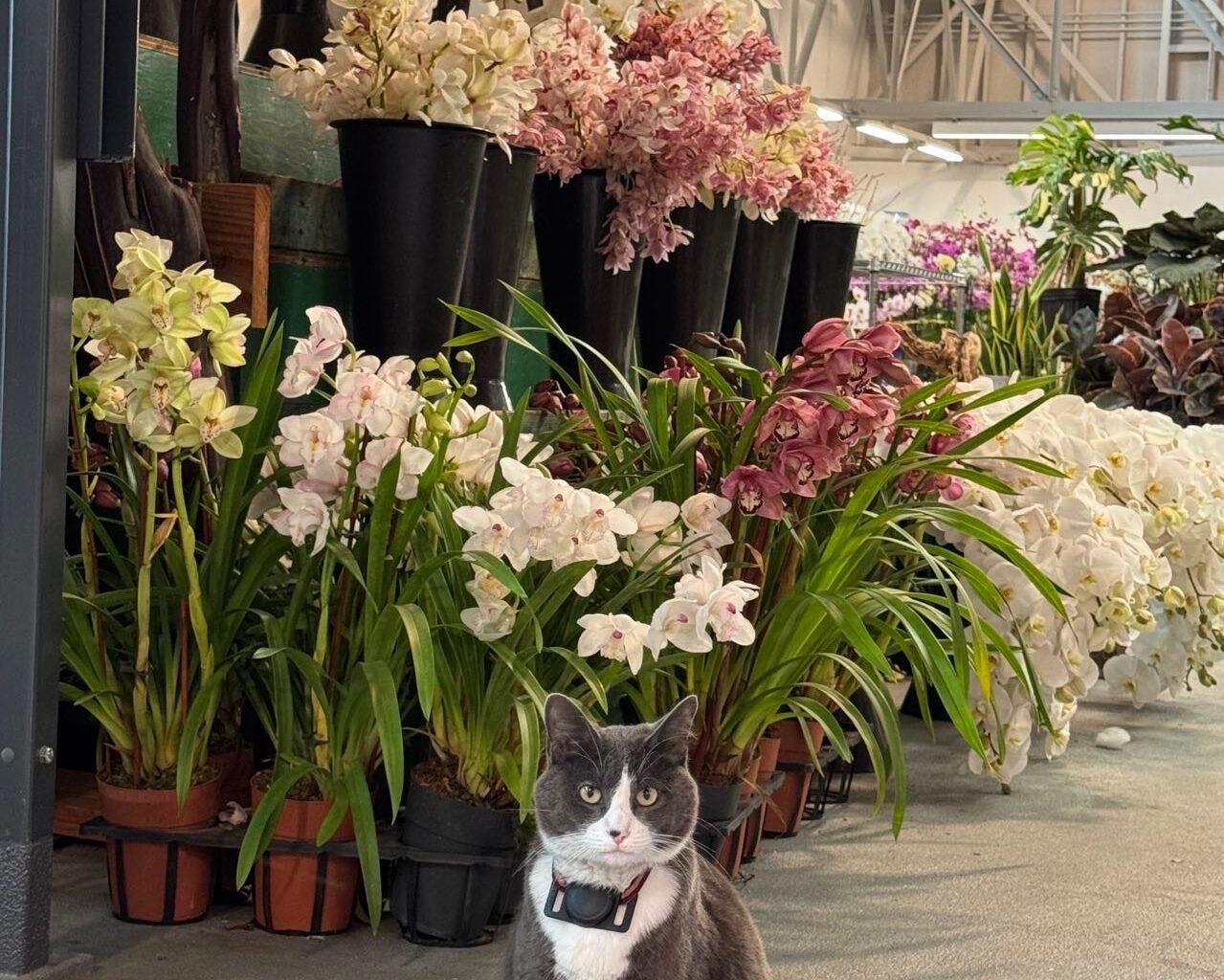 S.F. shop cat named Number Five found five days later in East Bay