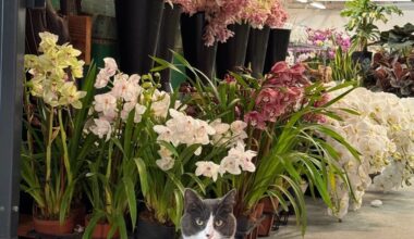 S.F. shop cat named Number Five found five days later in East Bay