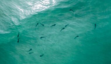 More sharks likely in San Diego ocean waters this summer, expert says – NBC 7 San Diego