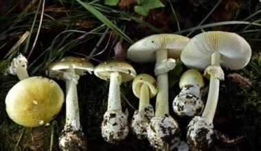 Deadly mushroom poisonings in California mark record US outbreak