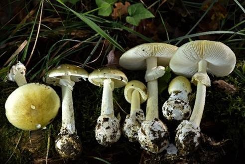 Deadly mushroom poisonings in California mark record US outbreak
