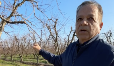 California farmer prepares to rip up 9-year-old peach trees worth $12,500/acre after largest buyer collapsed