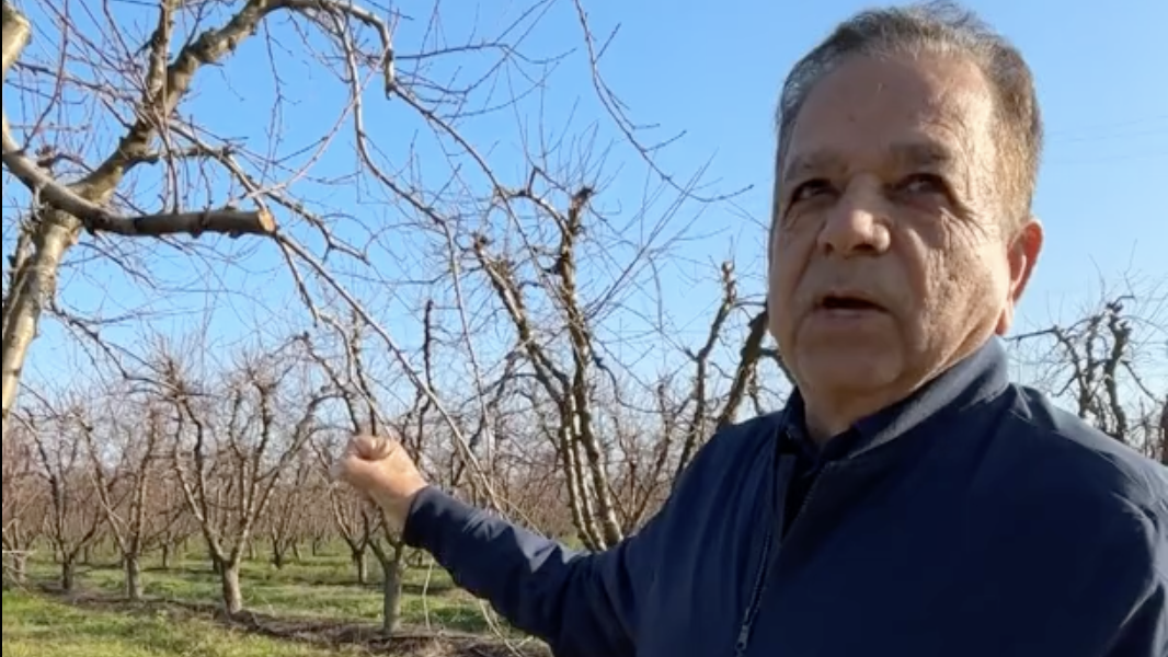 California farmer prepares to rip up 9-year-old peach trees worth $12,500/acre after largest buyer collapsed