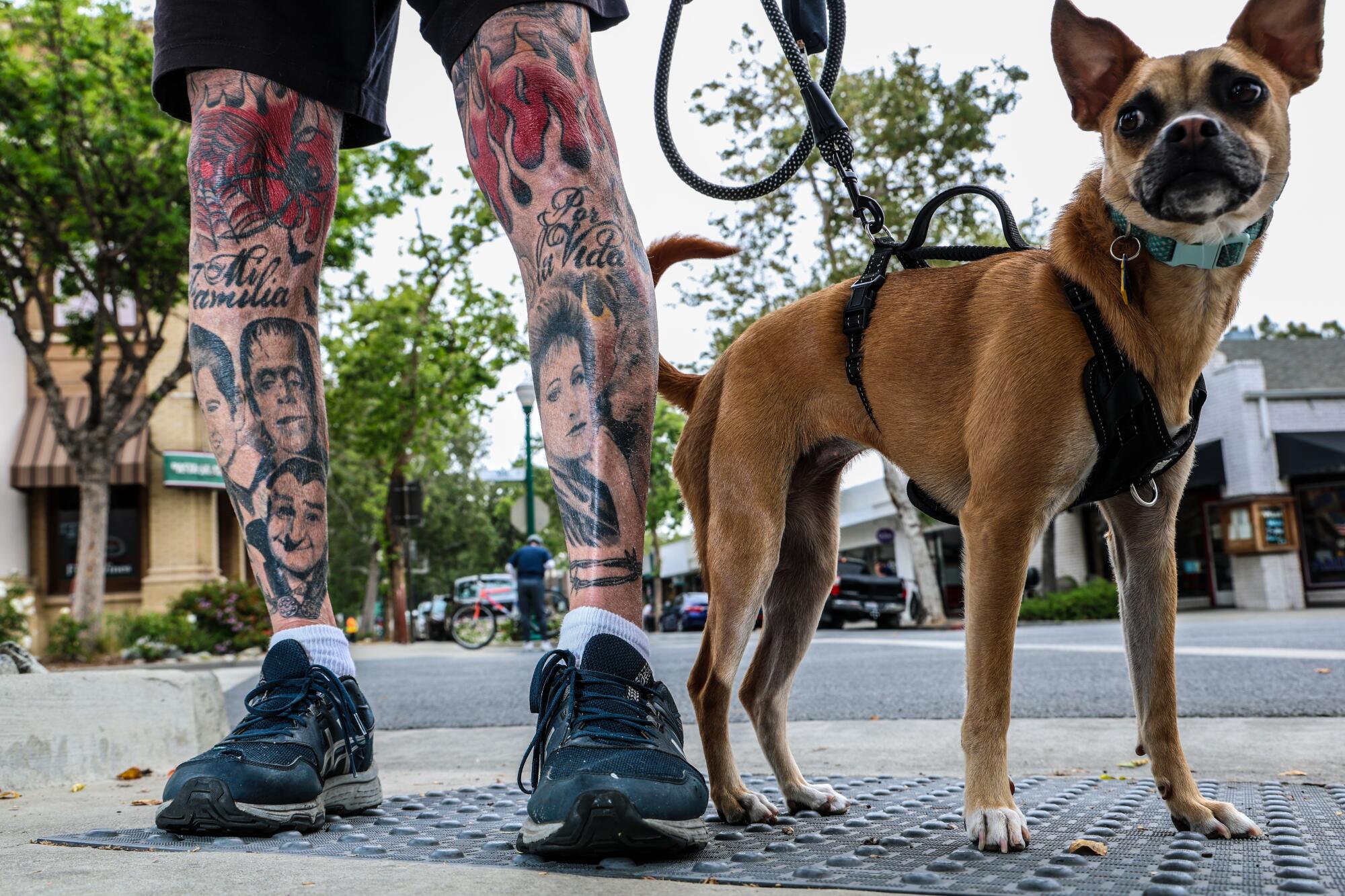 A dog standing alongside the legs of her heavily tattooed owner