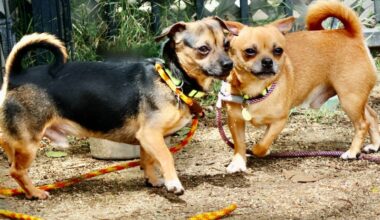 East Bay pets of the week for May 22
