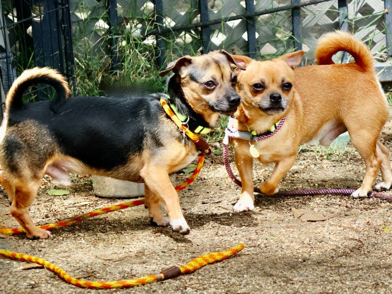 East Bay pets of the week for May 22