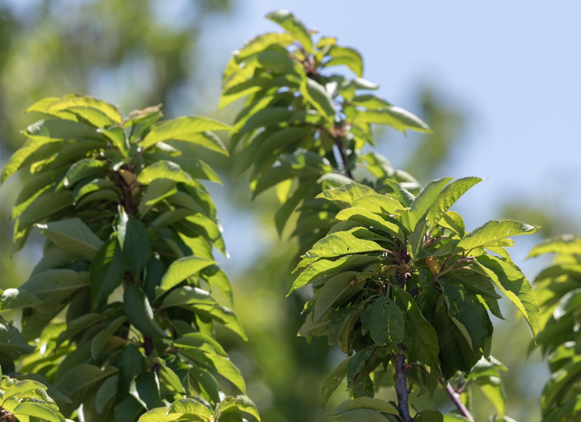 A cherry tree has no fruit at Villa del Sol Sweet Cherry Farms in Leona Valley.