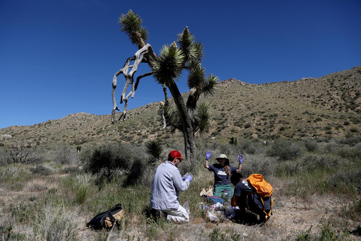 Cameron Egan, left, Anne Polyakov, center, and Jinsu Elhance take soil samples next to a mature Joshua tree 