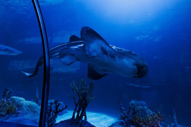 A zebra shark at the Shark Encounter exhibit at Sea World on Tuesday, May 19, 2026. (Kristian Carreon / The San Diego Union-Tribune)