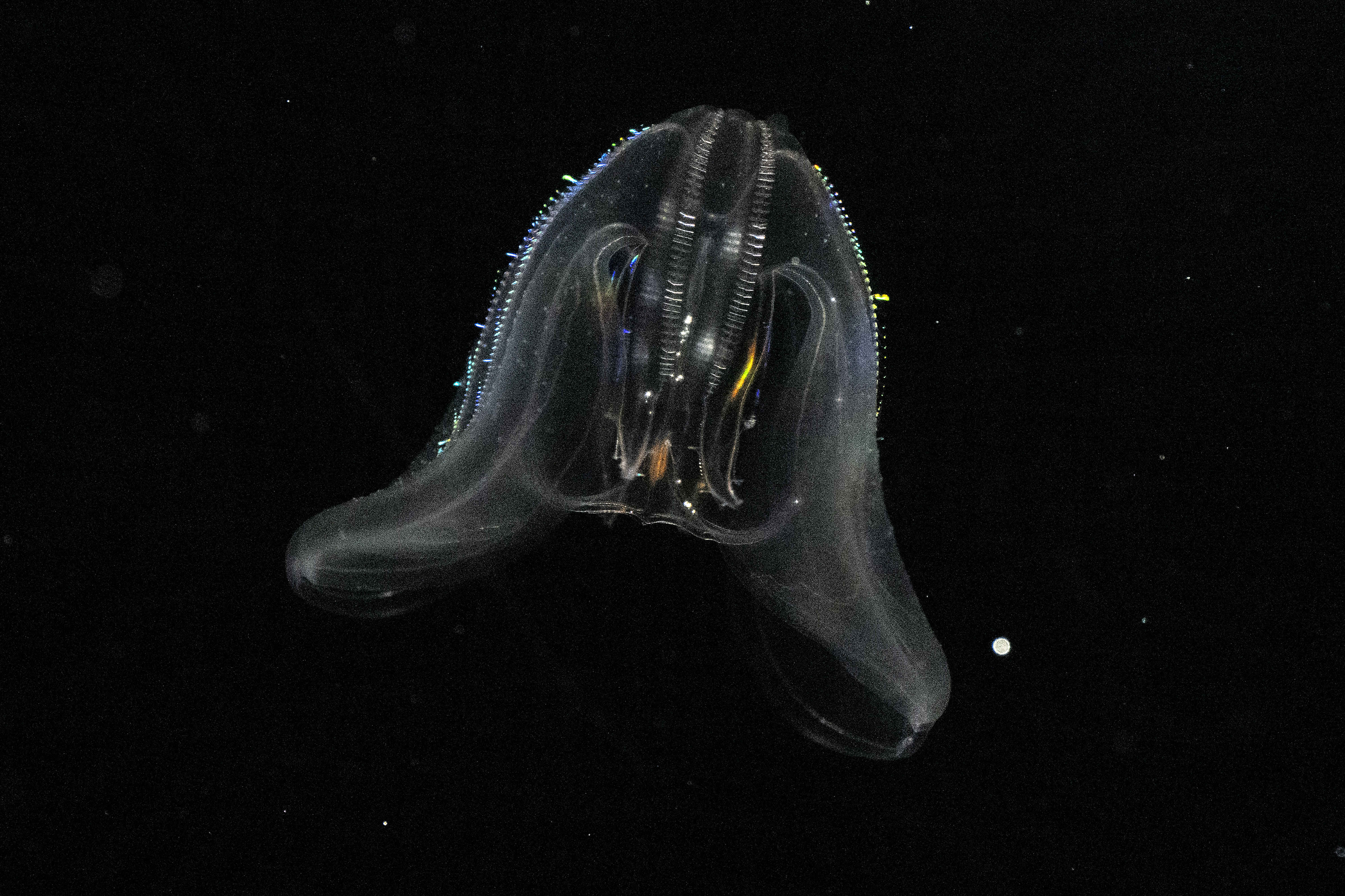 Comb jelly on display inside the Jelly Dreamscapes exhibit at...
