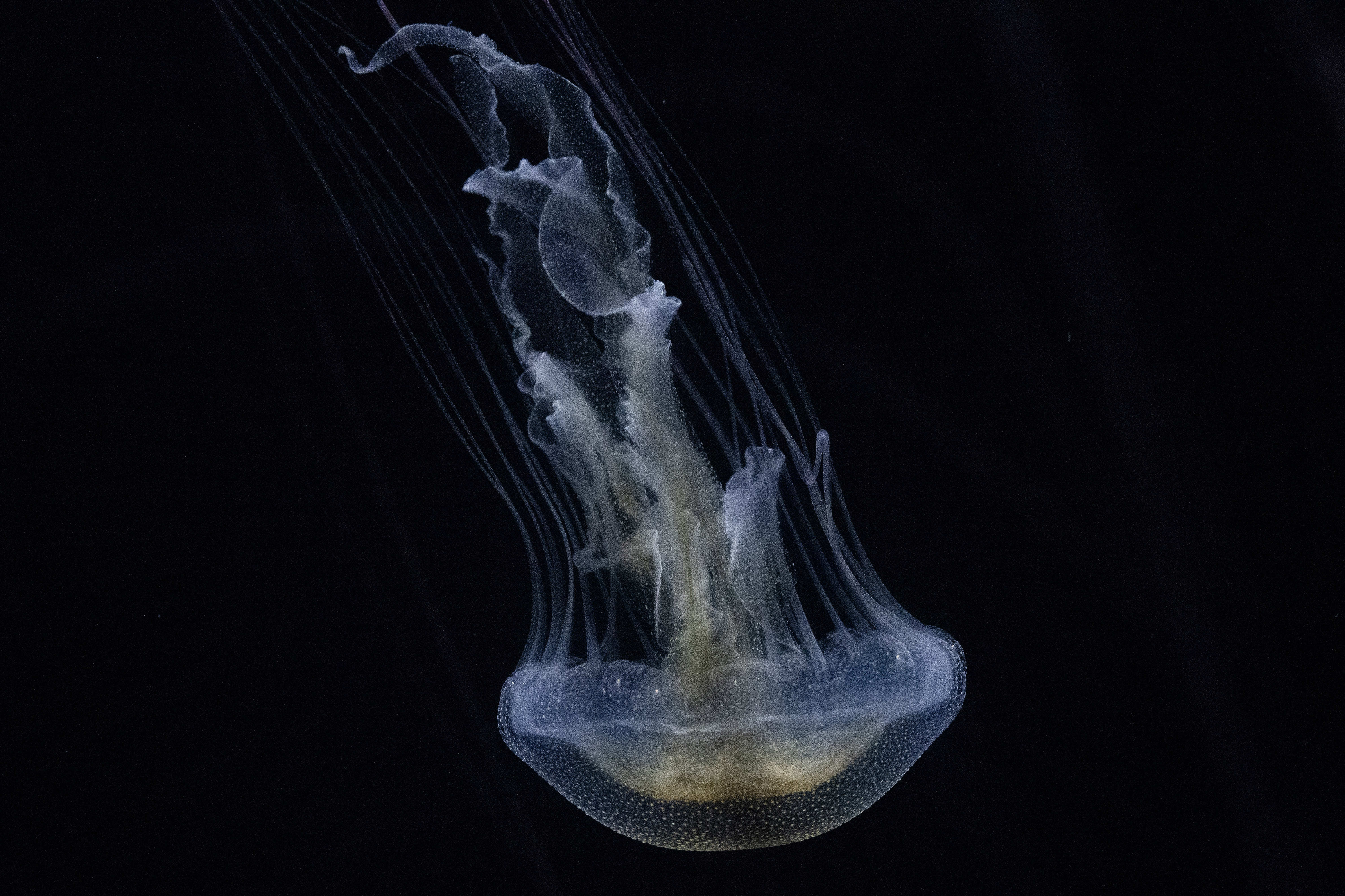 An unclassified jelly on display inside the Jelly Dreamscapes exhibit...