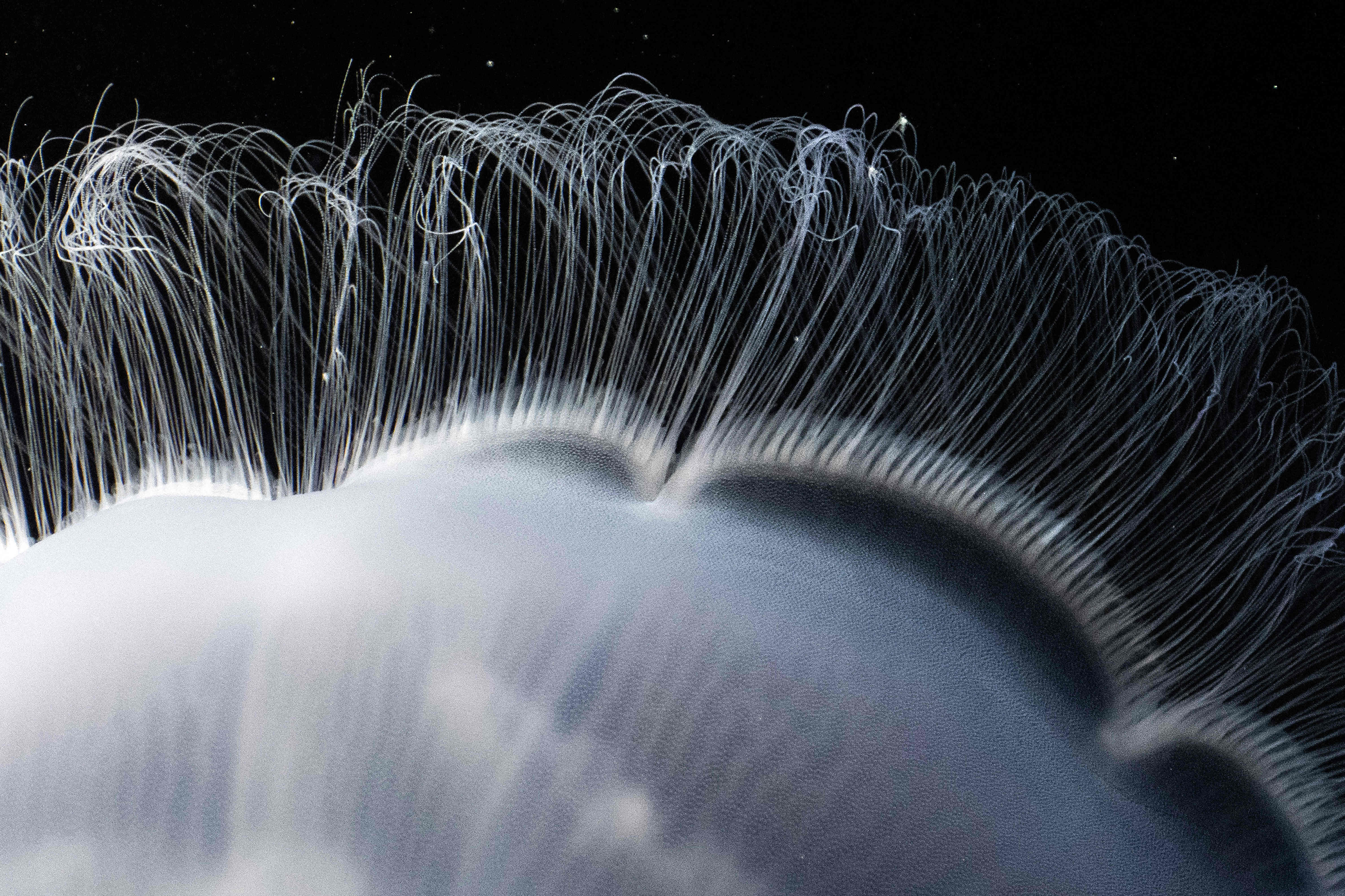 Moon jelly on display inside the Jelly Dreamscapes exhibit at...