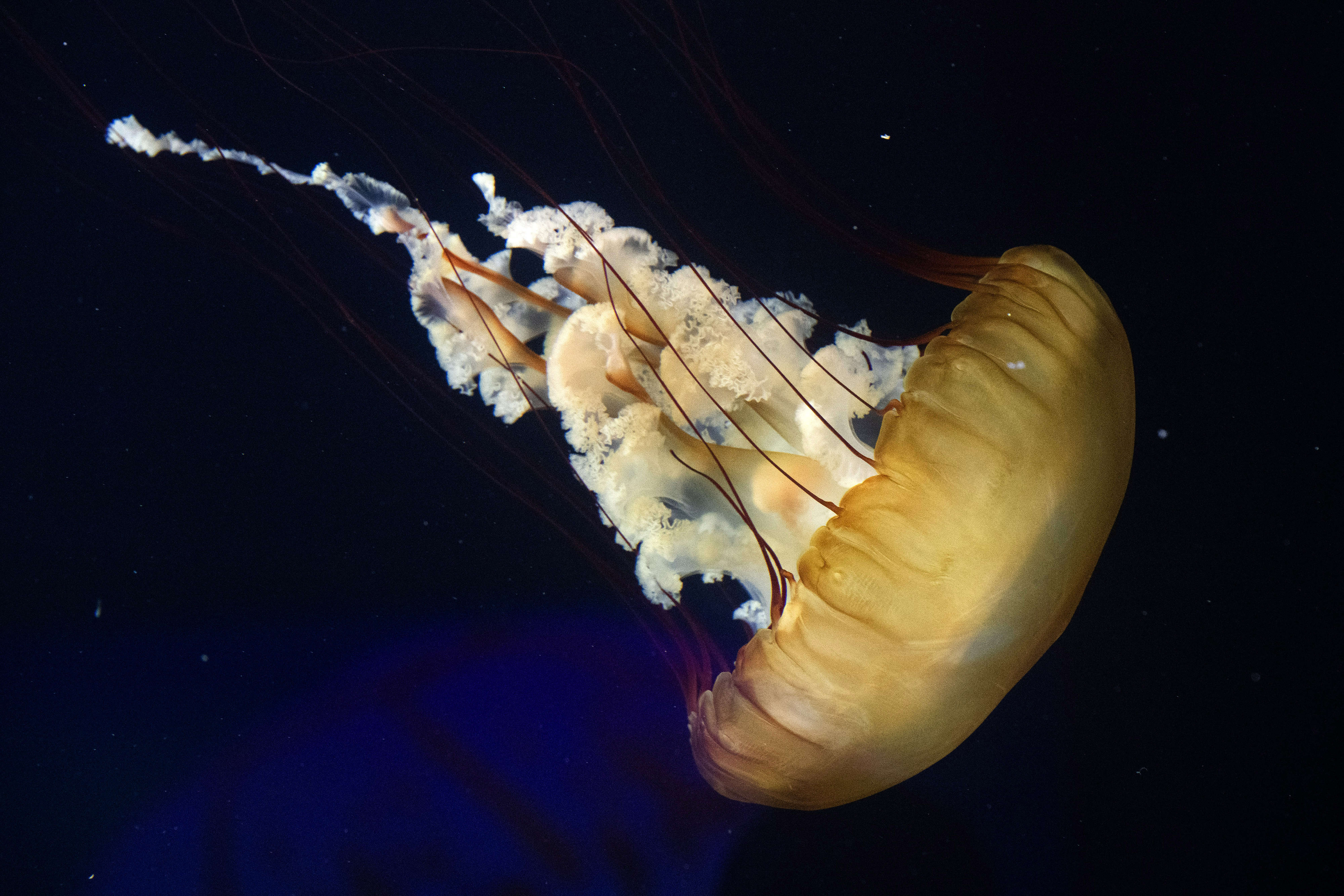 Pacific sea nettle on display inside the Jelly Dreamscapes exhibit...