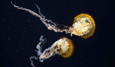 Get a sneak peak inside Aquarium of the Pacific’s new sea jelly exhibit, opening this weekend – Orange County Register