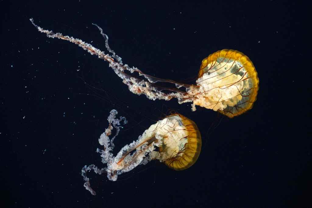 Get a sneak peak inside Aquarium of the Pacific’s new sea jelly exhibit, opening this weekend – Orange County Register