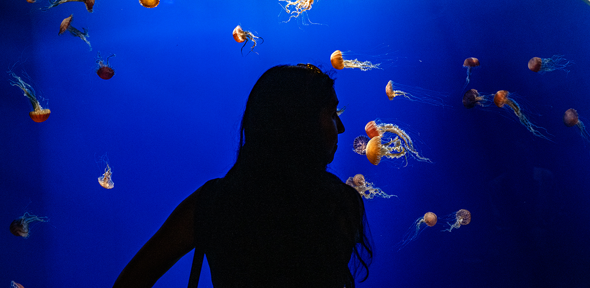 Aquarium of the Pacific debuts $2 million ‘Dreamscapes’ exhibit with dozens of sea jelly species • Long Beach Post News