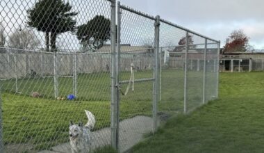 Dogs sent to California rescue were shot and buried, sheriff says