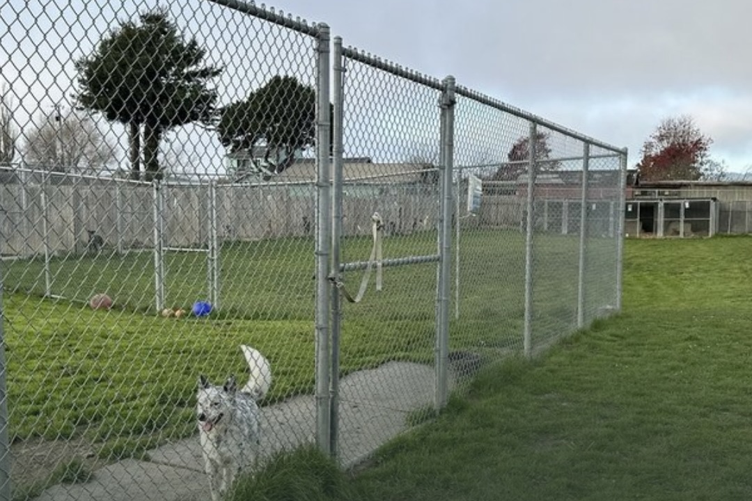 Dogs sent to California rescue were shot and buried, sheriff says