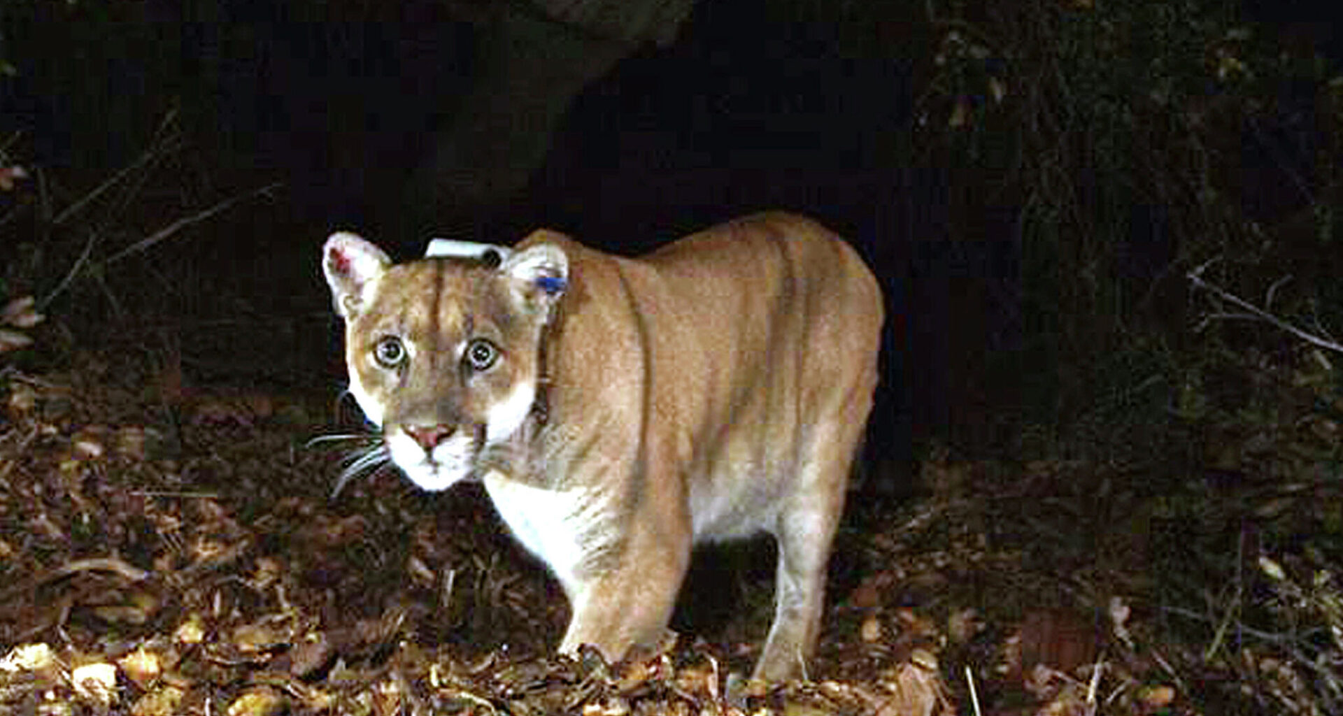 California sheriff’s mountain lion warning disputed by state