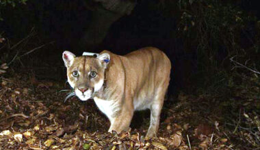 California sheriff’s mountain lion warning disputed by state