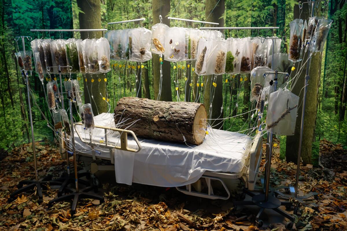 An immersive art installation
