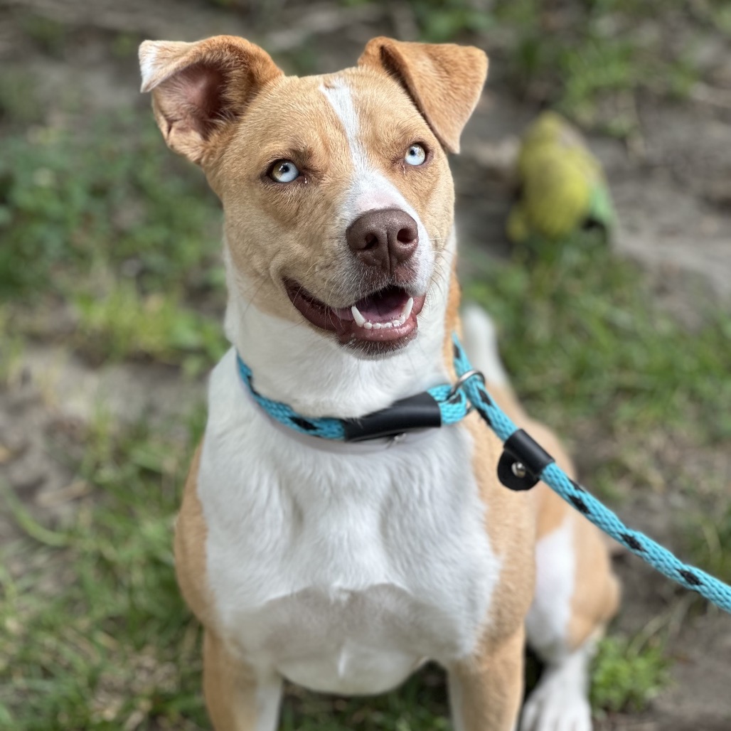 Milly, LACA-A-22208, is a 1-year-old, female, Labrador retriever mix. (Photo...