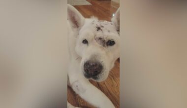Owner fights off mountain lion attacking Southern California dog; tooth left lodged in its head