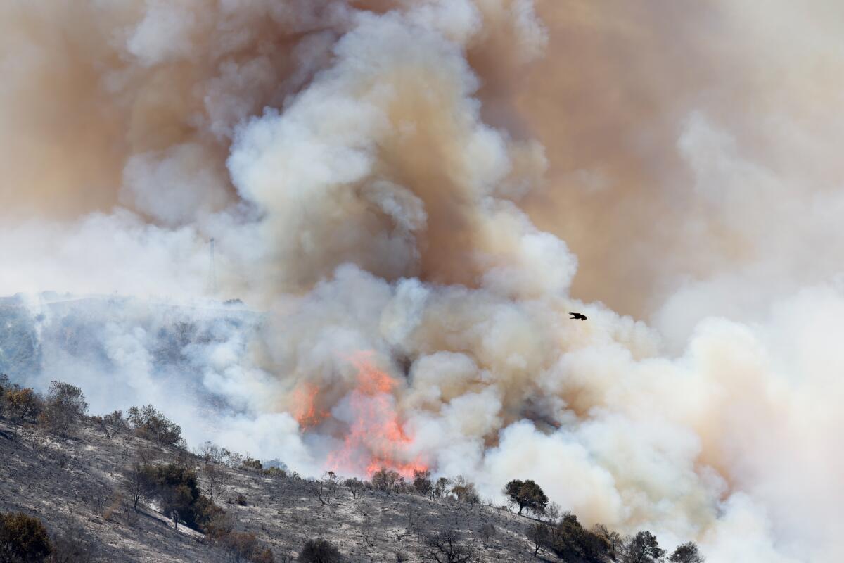 A bird flies by a plume of smoke from the Sandy fire off Redwood Grove Court in Simi Valley.