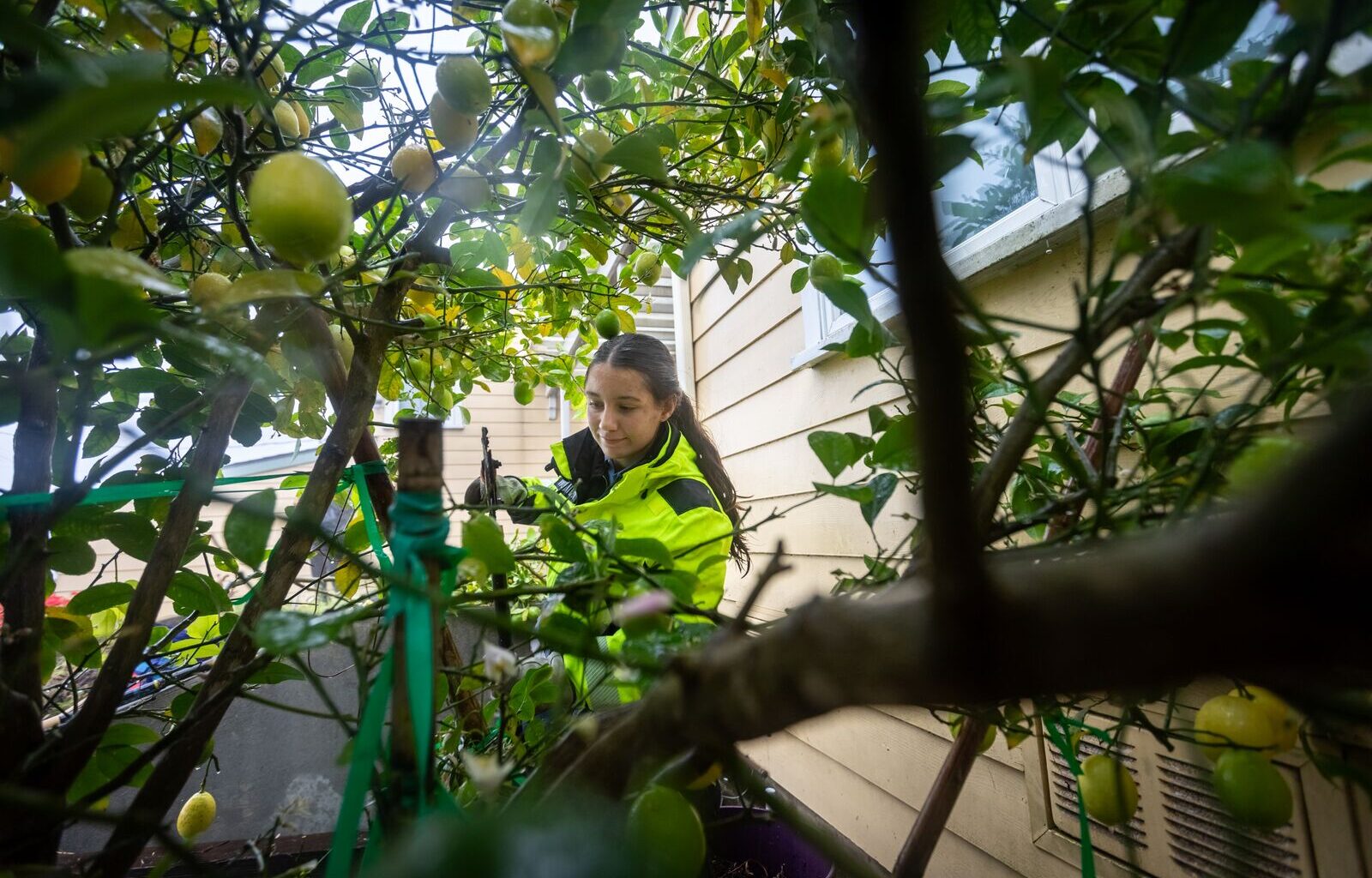 Berkeley Hills ‘Zone 0’ fire safety inspections are coming soon