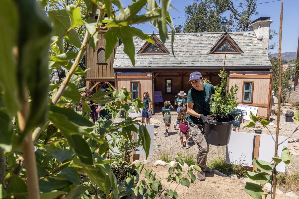 Solomon Levy, a 10th-grader at EF Academy in Pasadena, carries a planted tree during the launch of TREEAMS nursery.