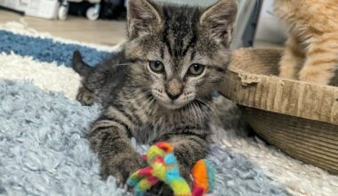 East Bay pets of the week for May 29