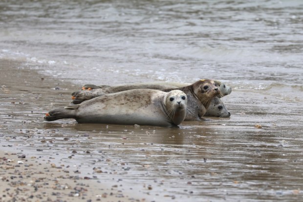 Rehabilitated patients of the Marine Mammal Center being released at Chimney Rock, Point Reyes National Seashore on June 13, 2025. (Trina Baucom/The Marine Mammal Center)